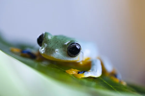 Färgglada groda — Stockfoto