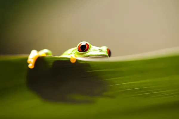 カエルの影 — ストック写真