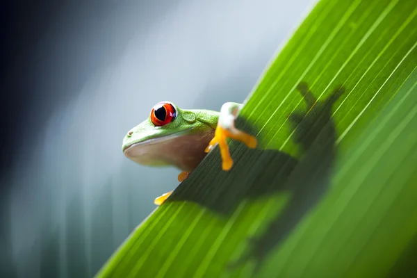 Froschschatten — Stockfoto