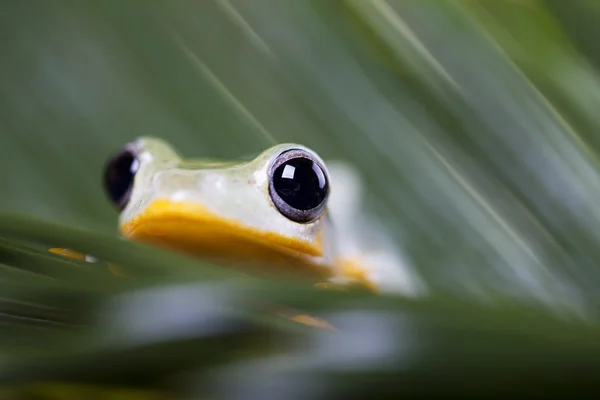 Exotic frog — Stock Photo, Image