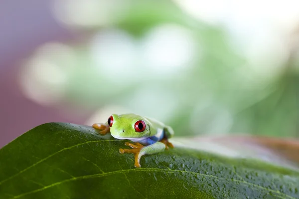 Lövgroda — Stockfoto