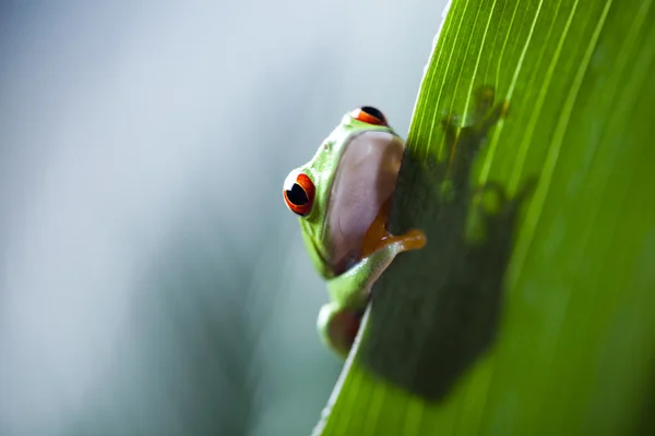 Frog shadow — Stock Photo, Image