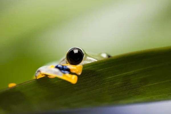 Ojo negro — Foto de Stock