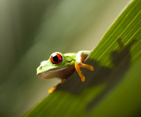 Frog shadow — Stock Photo, Image