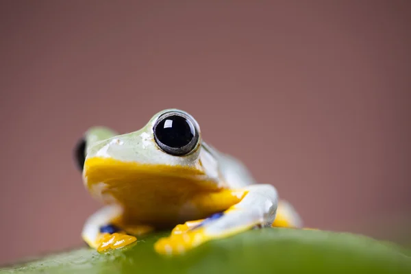 Flying Frog — Stock Photo, Image