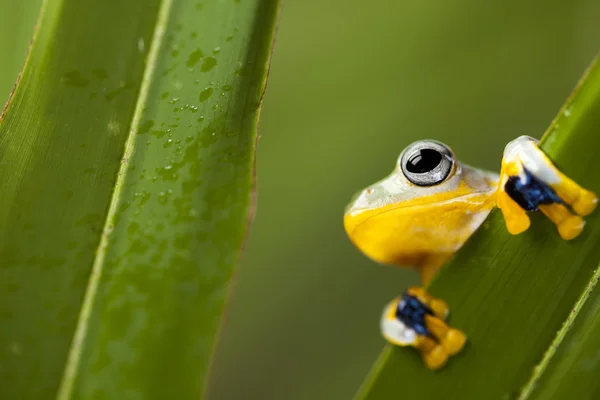 Exotic frog — Stock Photo, Image