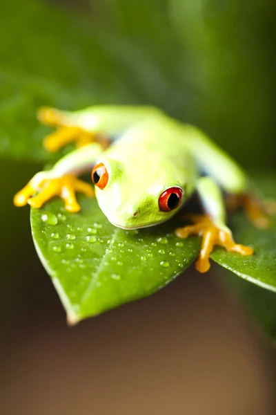 Деревна жаба — стокове фото