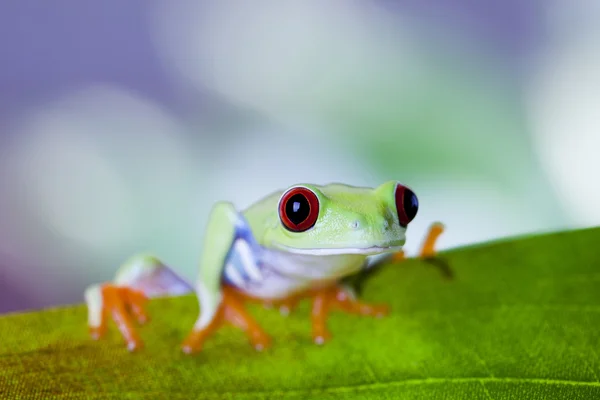 Rana dell'albero — Foto Stock