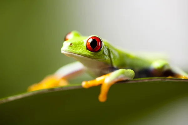 Frog — Stock Photo, Image