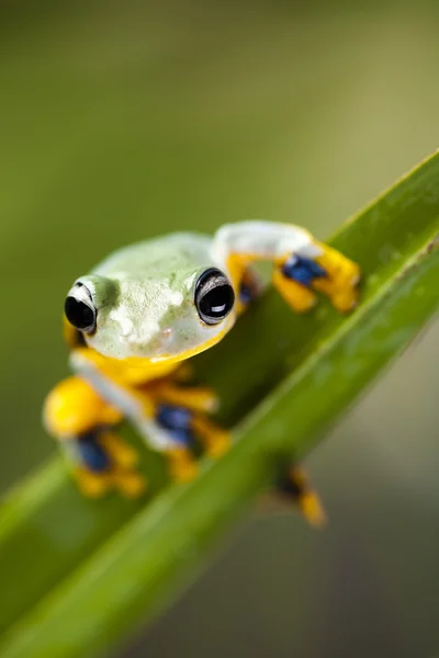 Exotic frog — Stock Photo, Image