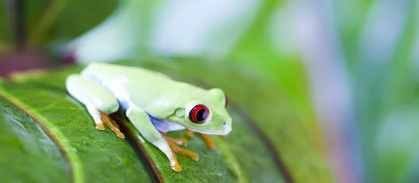 Lövgroda — Stockfoto