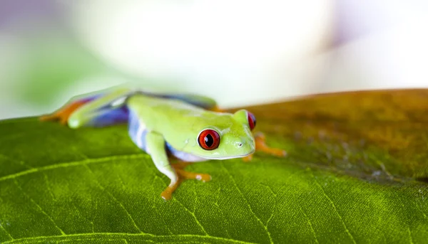 Tree frog — Stock Photo, Image