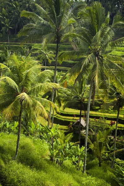 Hills of rice — Stock Photo, Image