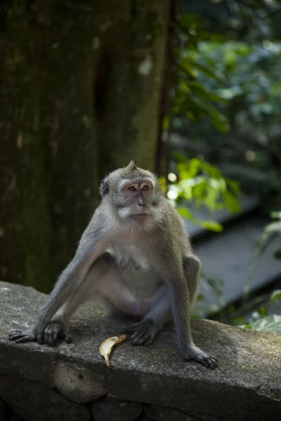 Monkey — Stock Photo, Image