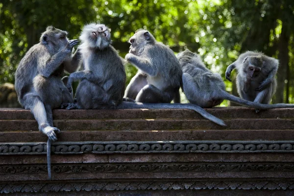 Monkeys — Stock Photo, Image