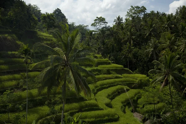 Colinas de arroz — Foto de Stock