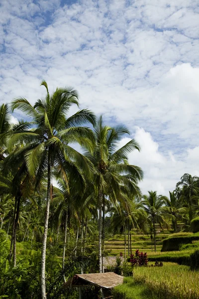 Velden op bali — Stockfoto