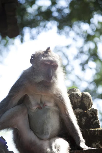 Monkey — Stock Photo, Image