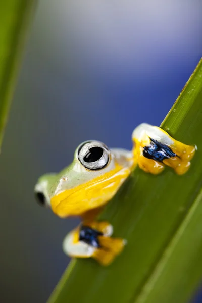 이국적인 개구리 스톡 사진