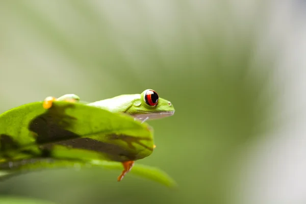 Green frog Stock Picture