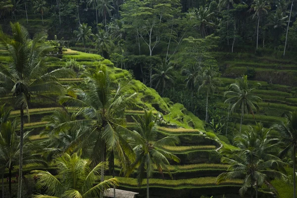 Bali eiland — Stockfoto