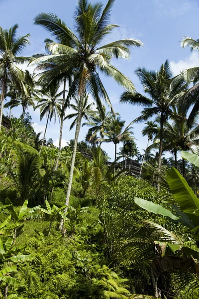 Palmeras — Foto de Stock