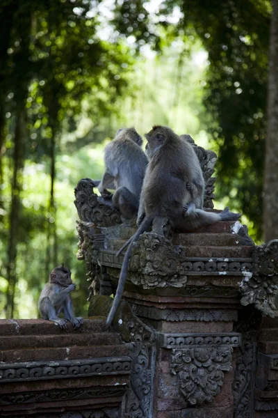 Monkeys — Stock Photo, Image