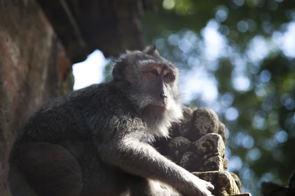 Monkey — Stock Photo, Image