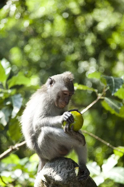 Monkey — Stock Photo, Image