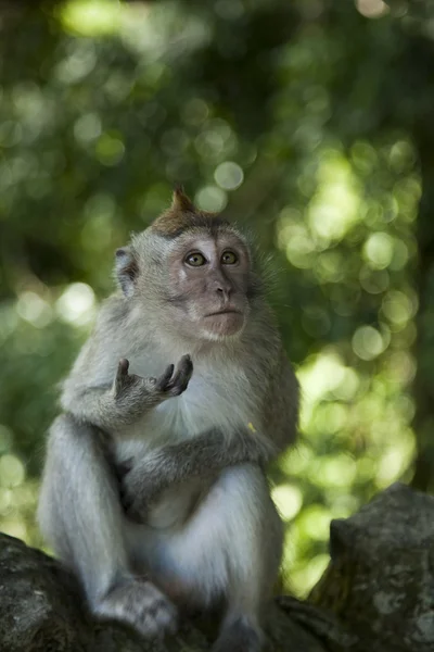 Monkey — Stock Photo, Image