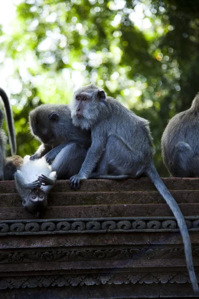 Monkeys — Stock Photo, Image