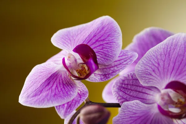 Orchideeën — Stockfoto