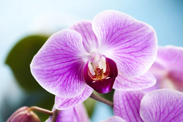 Orchids — Stock Photo, Image