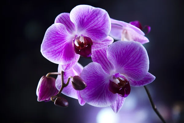 Orquídea — Fotografia de Stock