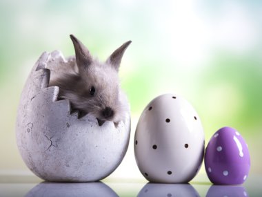 çiğ yumurta, tavşan