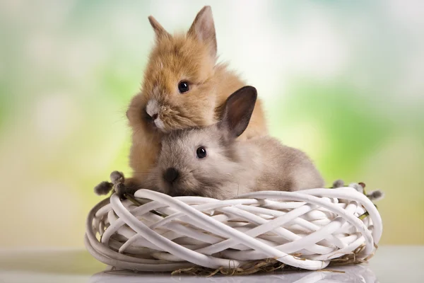 Различные кролики в гнезде — стоковое фото