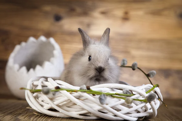 Rabbit in white nest — Stock Photo, Image