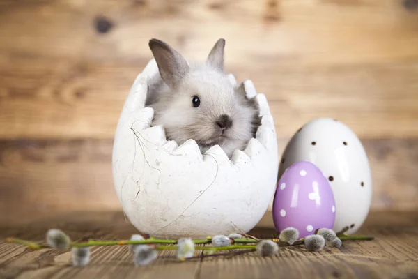 Carino coniglietto grigio, uova di Pasqua — Foto Stock