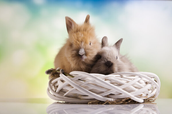 Easter bunnies in nest