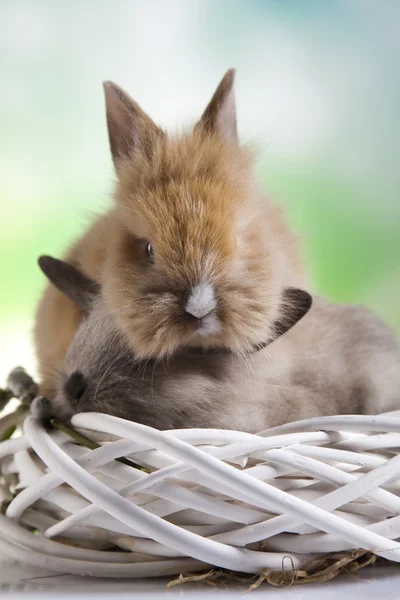 Lapins de printemps de Pâques — Photo