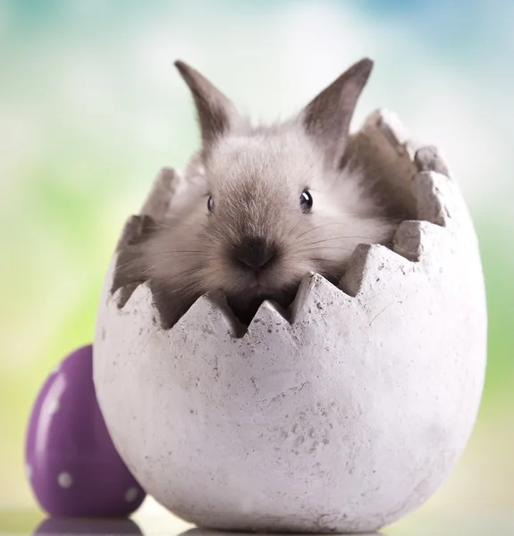 Conejo de Pascua y huevo —  Fotos de Stock