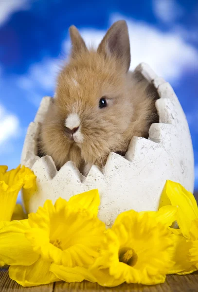 Krem króliczek skorupek jaj — Zdjęcie stockowe