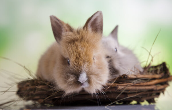 Bunnies relaxing in nest