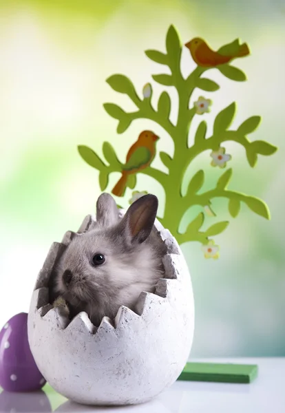 Conejo de Pascua, huevo y árbol —  Fotos de Stock