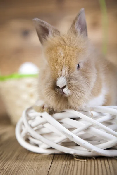 毛茸茸的兔子在窝里 — 图库照片