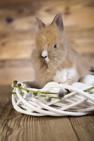 Conejo de Pascua en el nido — Foto de Stock