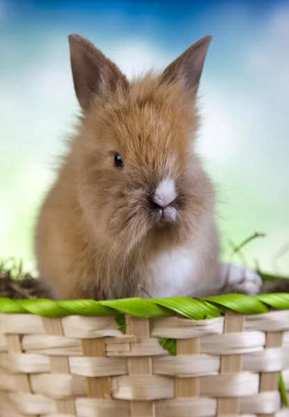 Lapin à fourrure dans le panier — Photo