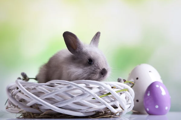 Easter bunny and eggs — Stock Photo, Image