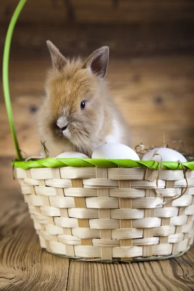 Funny bunny i korg — Stockfoto