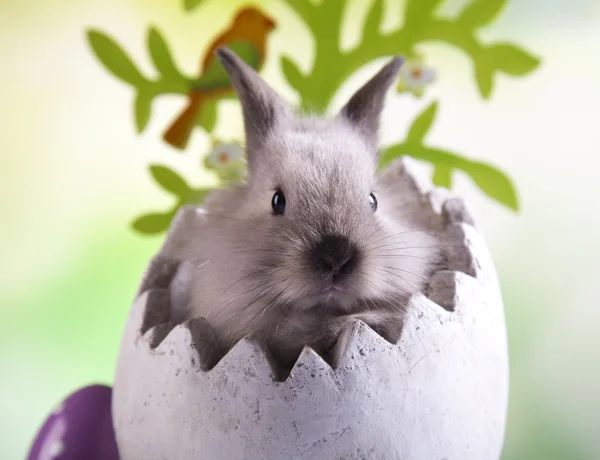 Påskharen och ägg — Stockfoto